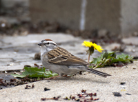 Chipping Sparrow 7848